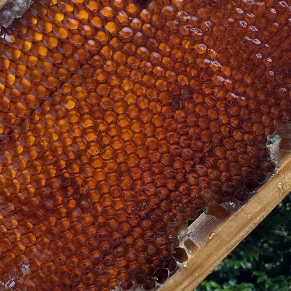 Honeycomb from the land