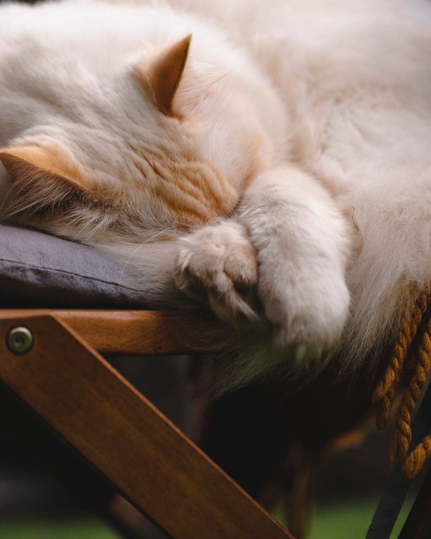 The Spiral cat asleep on a wooden chair